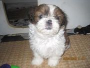 shihtzu pups for sale